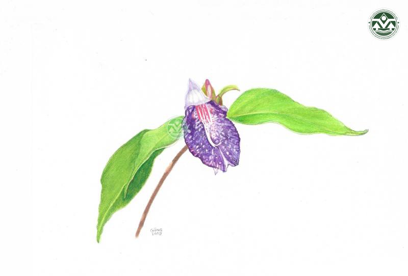 Zingiber sirindhorniae