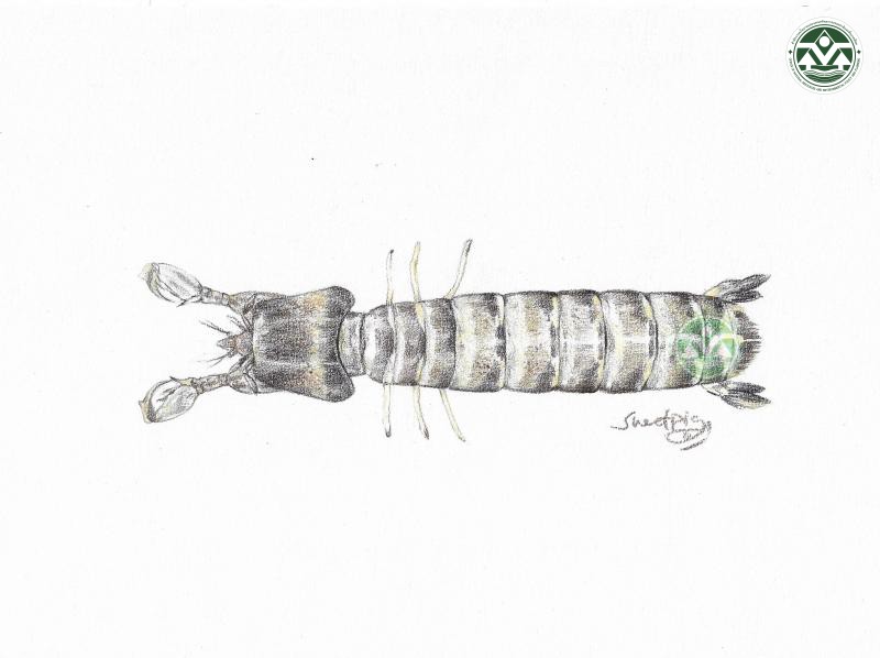 Acanthosquilla derijardi