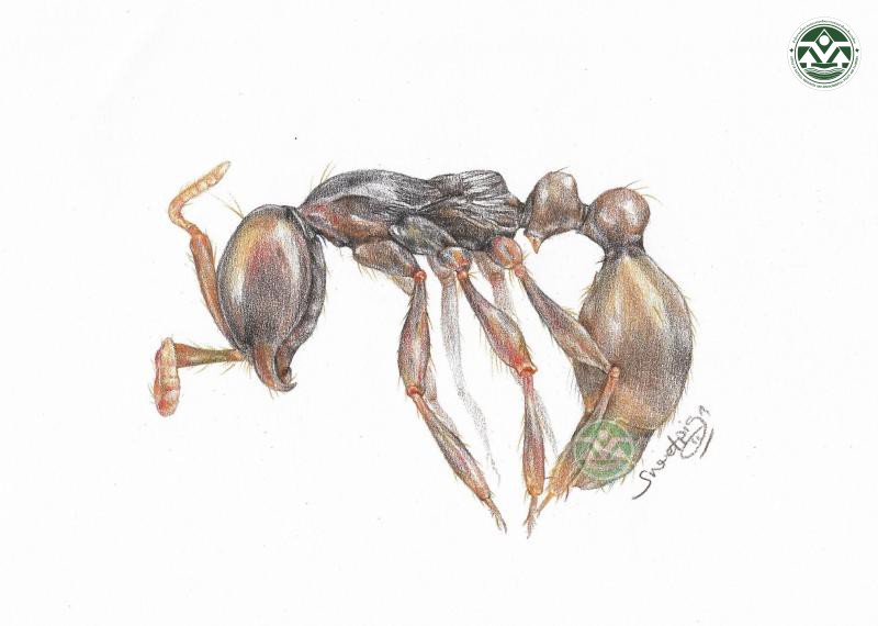 Aenictus shilintongae