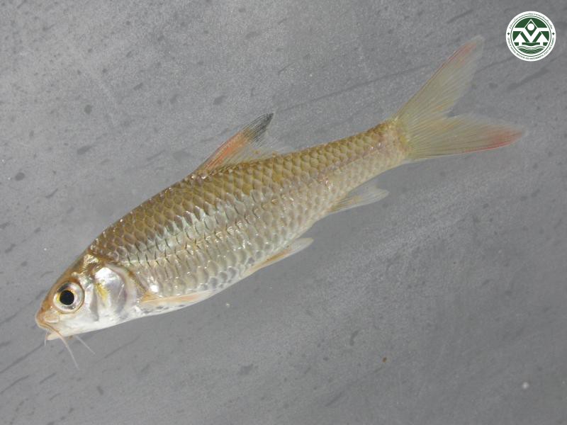 Discherodontus schroederi