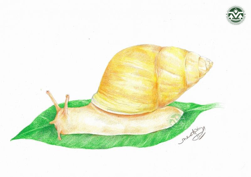 Amphidromus principalis