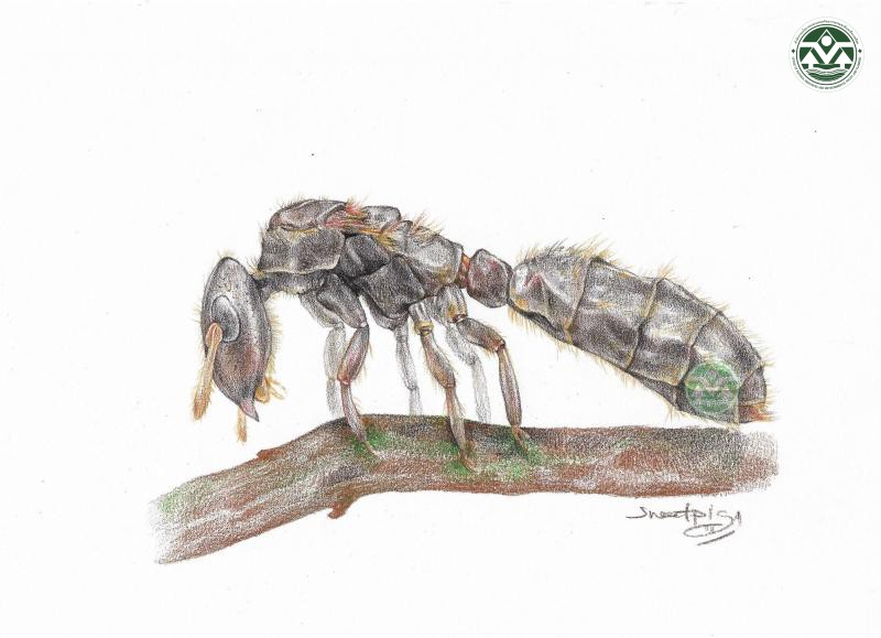 Cladomyrma sirindhornae