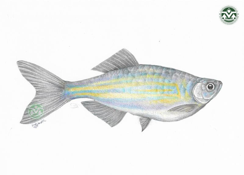 Devario regina