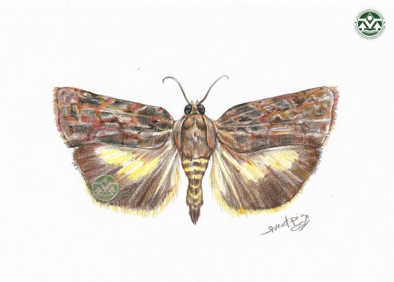 Eucosmogastra sirindhornae
