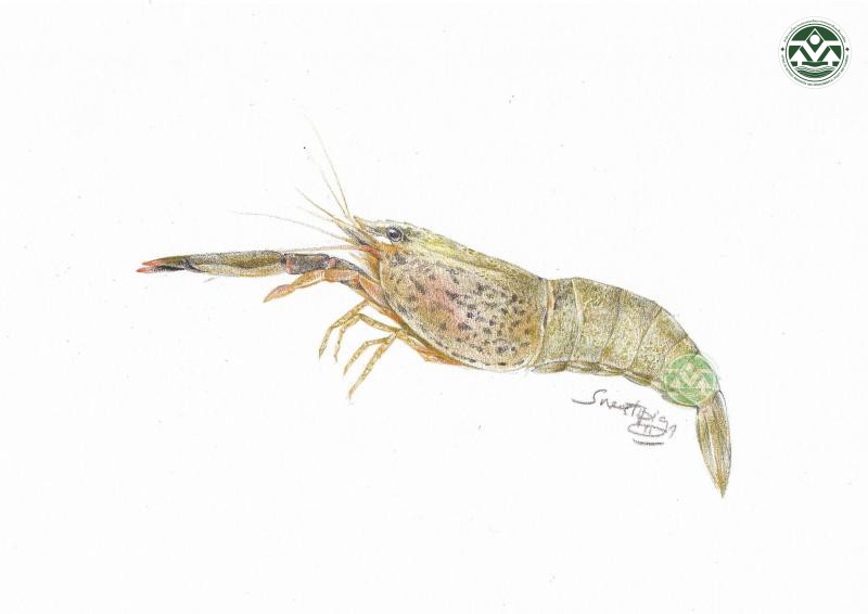 Macrobrachium sirindhorn