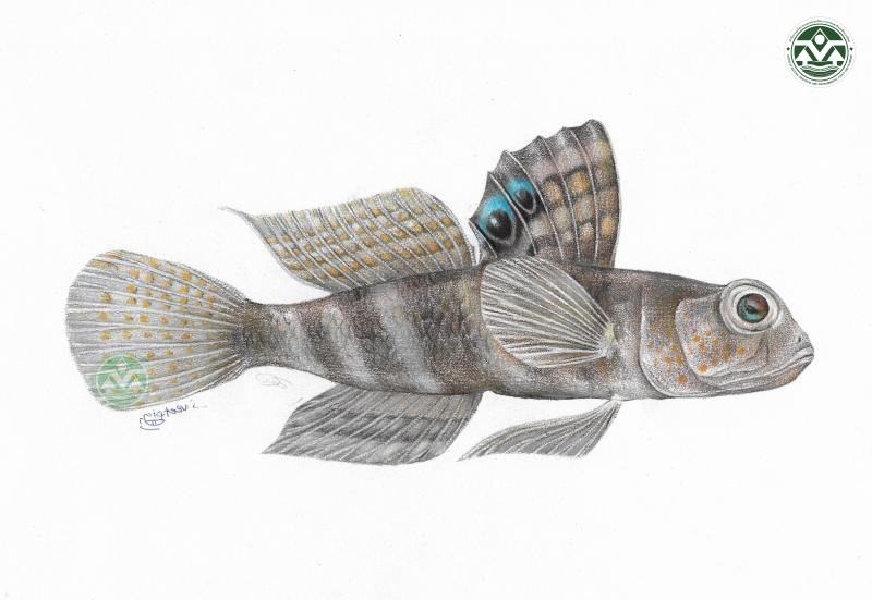 Mahidolia mystacina