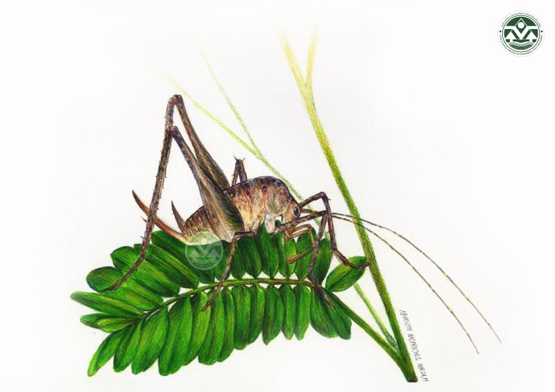 Mimadiestra sirindhornae