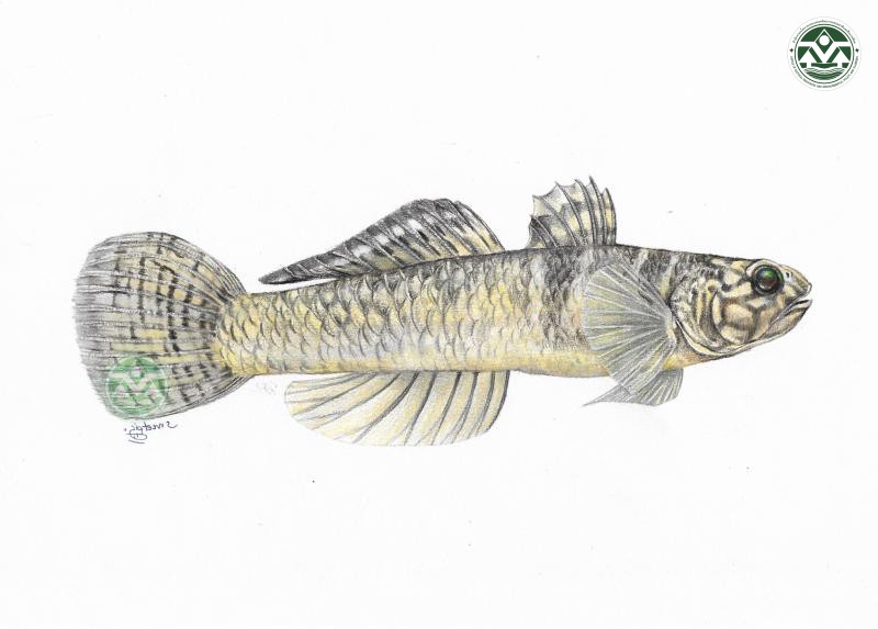 Mugilogobius rambaiae