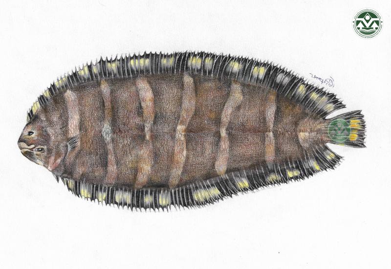 Soleichthys siammakuti