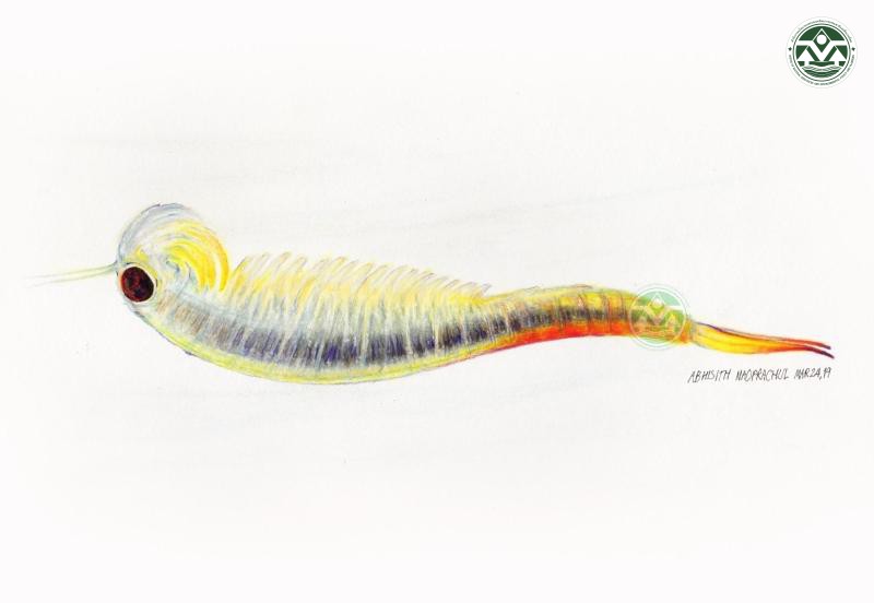 Streptocephalus sirindhornae