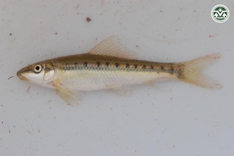 Gyrinoceilus aymonieri