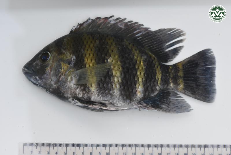 Heterotilapia buttikoferi