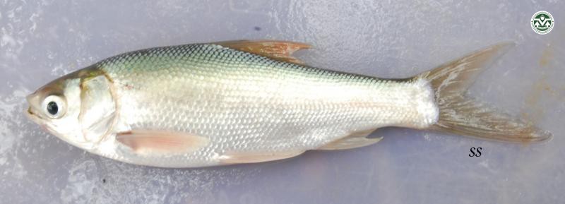 Hypophthalmichthys molitrix