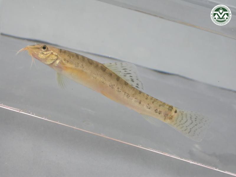 Lepidocephalichthys berdmorei