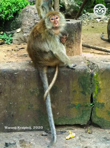 Macaca leonina