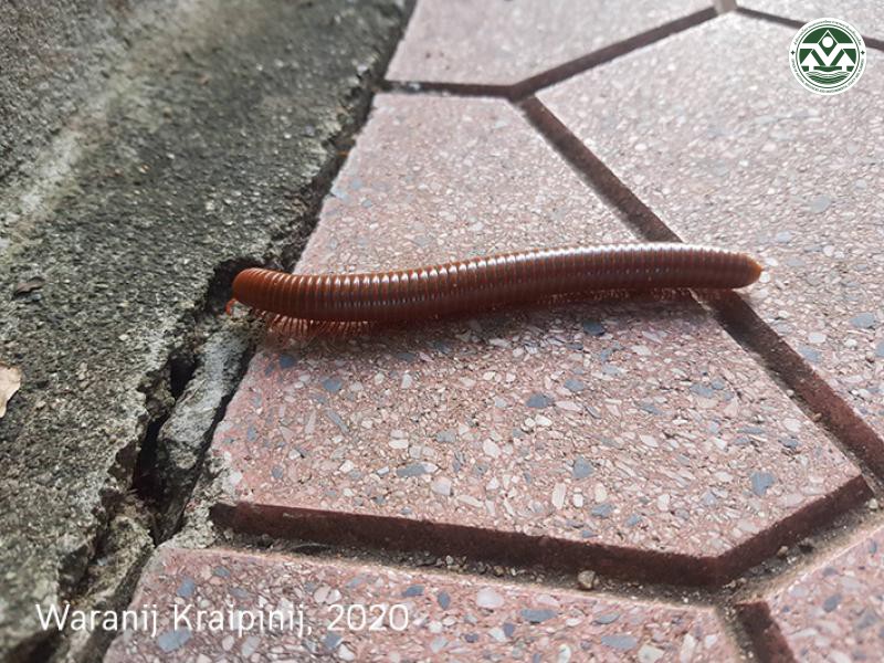 Thyropygus allevatus