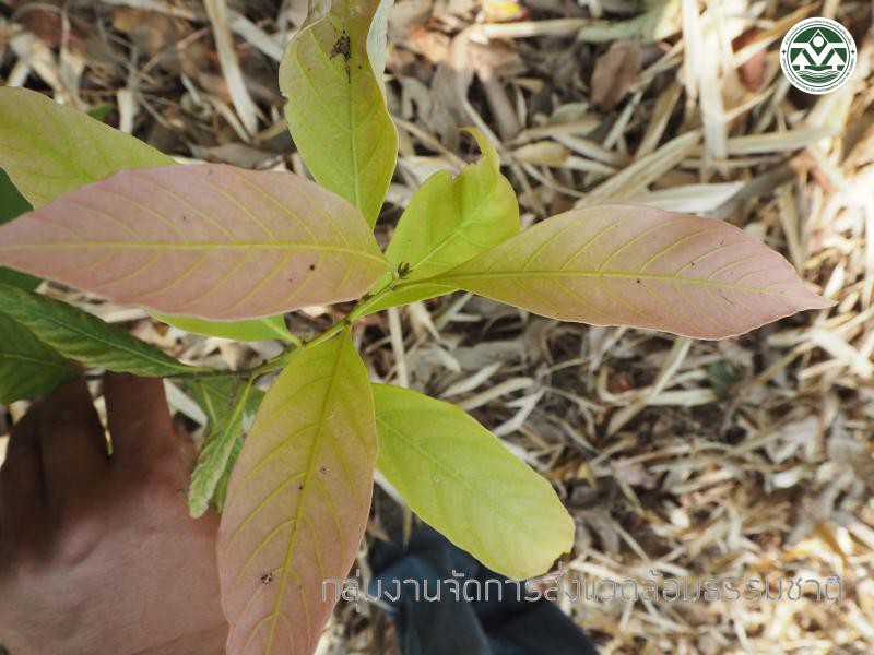 Castanopsis argyrophylla