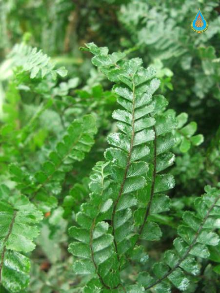 Adiantum hispidulum