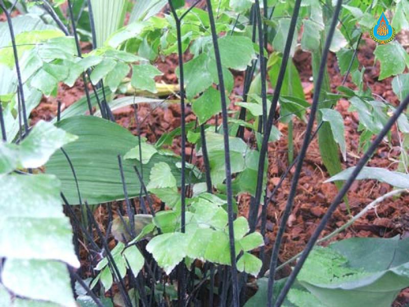 Adiantum trapeziforme