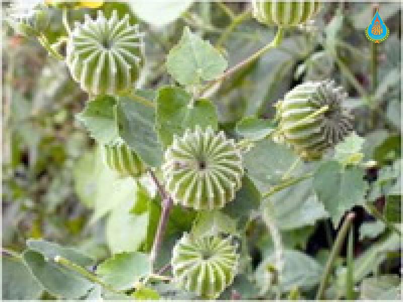 Abutilon indicum