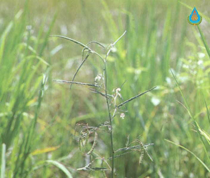 Aeschynomene indica