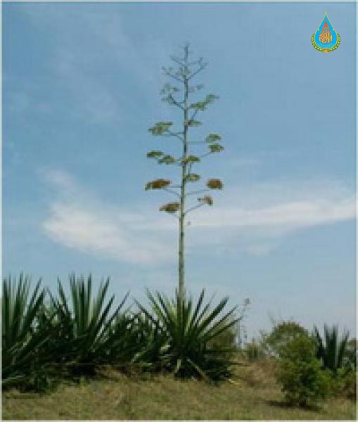 Agave angustifolia