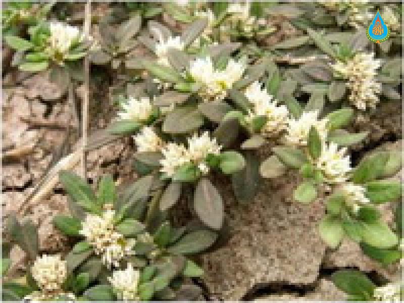 Alternanthera paronichyoides