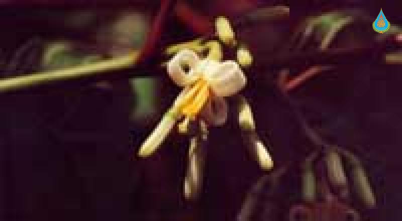 Alangium chinense