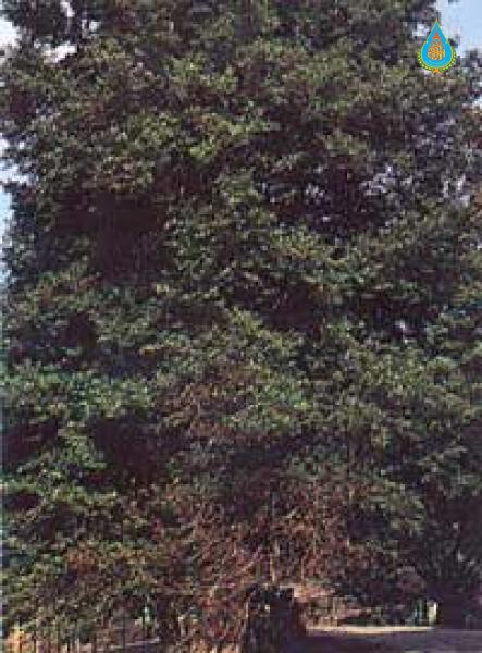Alangium salviifolium
