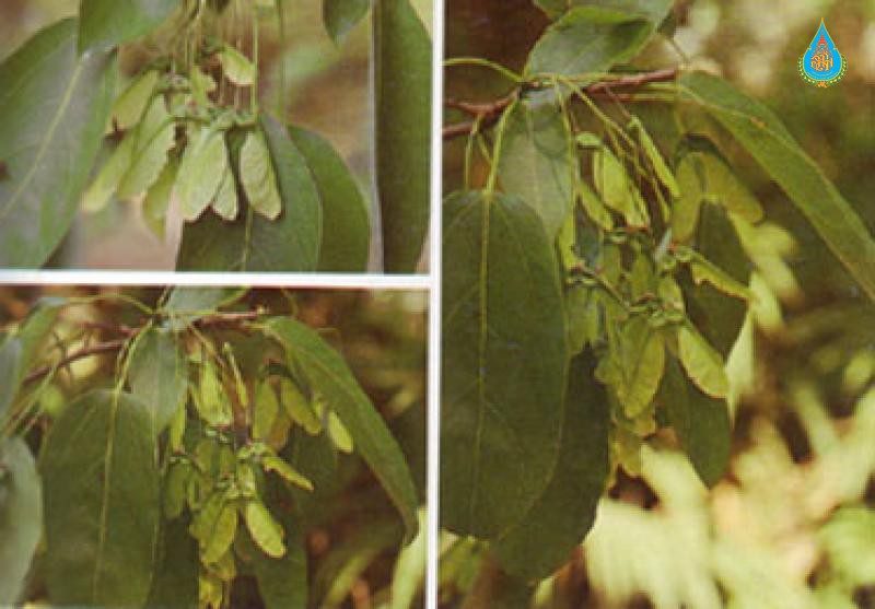 Acer oblongum