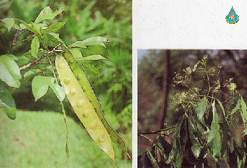Albizia lucidior