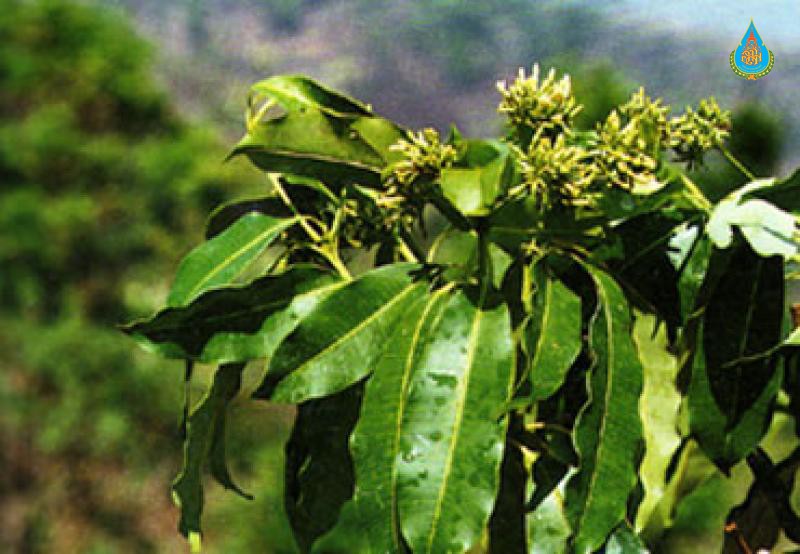 Alstonia rostrata
