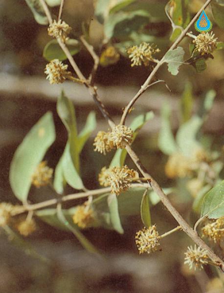 Anogeissus acuminata