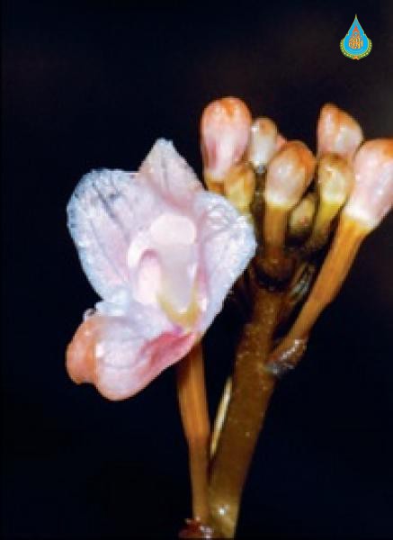 Didymoplexiella siamensis