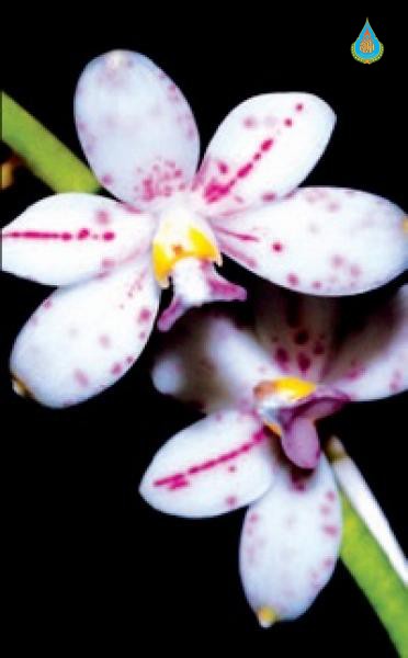 Dipodium paludosum