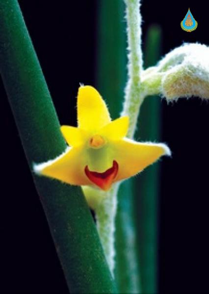 Eria pannea