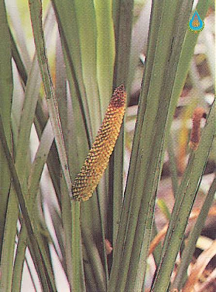 Acorus calamus