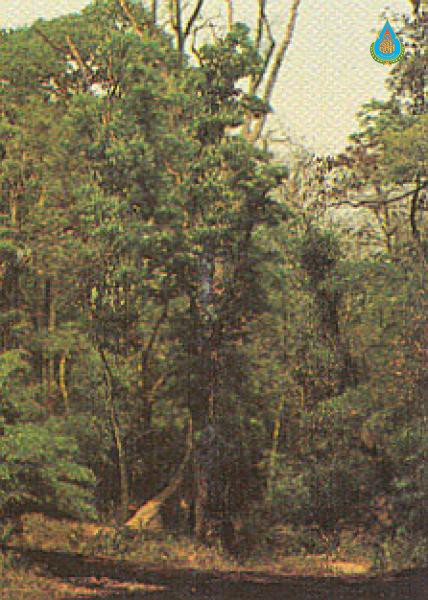 Aesculus assamica