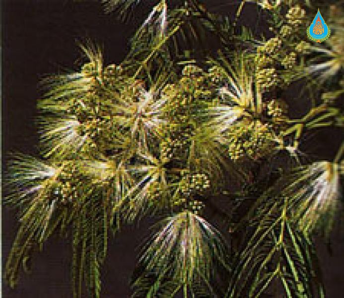 Albizia chinensis