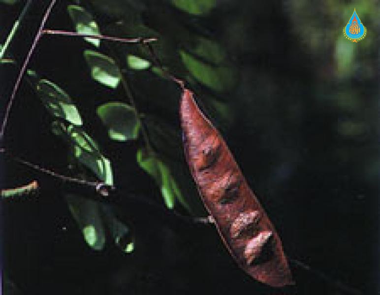 Albizia crassiramea