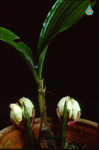 Acanthephippium sylhetense
