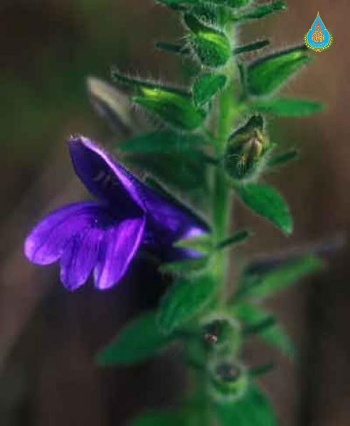 Adenosma caerulea