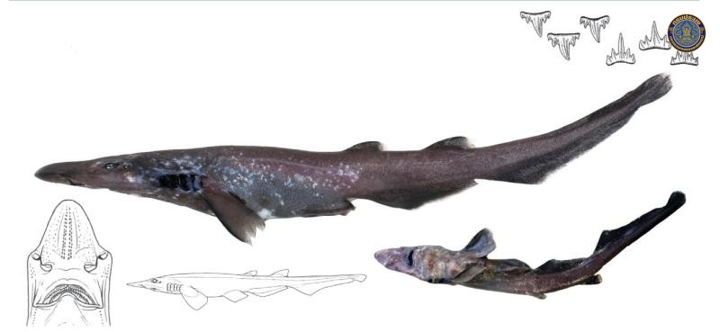 Apristurus longicephalus