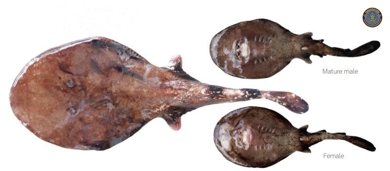 Benthobatis moresbyi