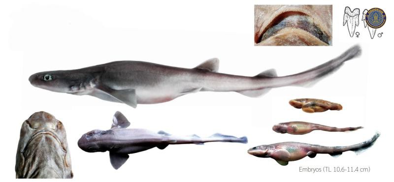 Bythaelurus lutarius