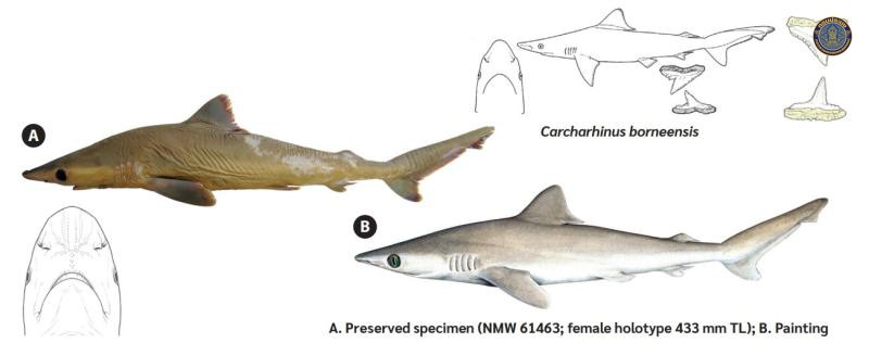 Carcharhinus obsolerus