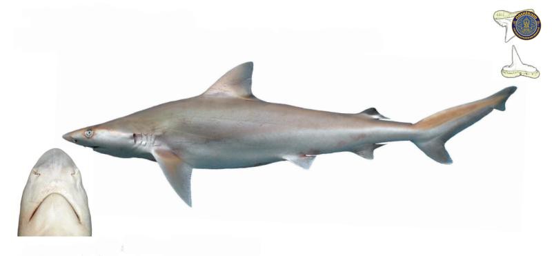 Carcharhinus tjutjot