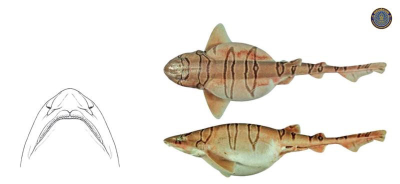 Cephaloscyllium hiscosellum