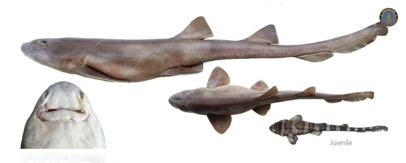 Chiloscyllium hasselti