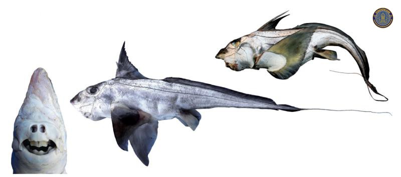 Chimaera phantasma